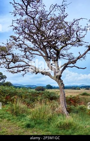 Un épine solitaire en automne dans la campagne nea rMinnigafft, Dumfries et Galloway, Écosse. Banque D'Images