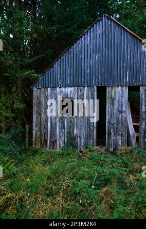 Un ancien hangar en bois et en métal ondulé dans un bois. Banque D'Images