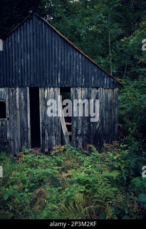 Un ancien hangar en bois et en métal ondulé dans un bois. Banque D'Images