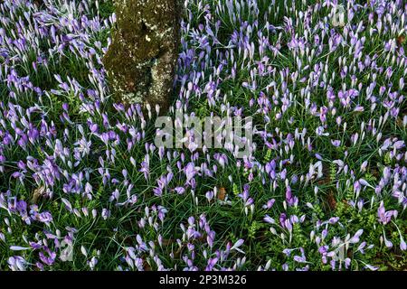 Les crocus lilas fleurissent sous les arbres fruitiers dans un jardin. Banque D'Images