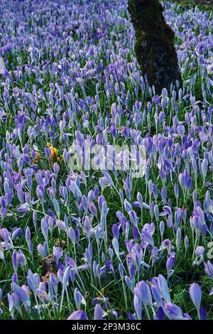 Les crocus lilas fleurissent sous les arbres fruitiers dans un jardin. Banque D'Images
