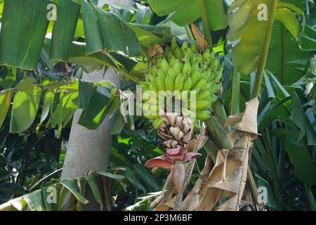 Les bananes avec des fruits non mûrs sont vertes, avec un coeur de banane pendant et quelques feuilles flétrissent. La banane est un arbre fruitier tropical natif du Sud-est Banque D'Images