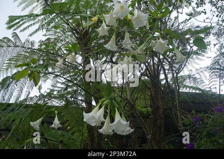 Brugmansia arborea est un arbuste à feuilles persistantes ou un petit arbre atteignant jusqu'à 7 mètres (23 pi) de hauteur. Banque D'Images