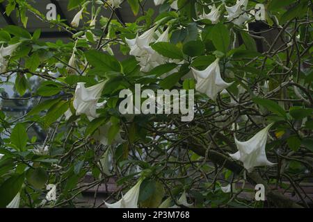 Brugmansia arborea est un arbuste à feuilles persistantes ou un petit arbre atteignant jusqu'à 7 mètres (23 pi) de hauteur. Banque D'Images