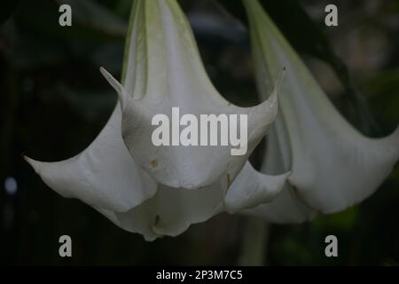 Brugmansia arborea est un arbuste à feuilles persistantes ou un petit arbre atteignant jusqu'à 7 mètres (23 pi) de hauteur. Banque D'Images