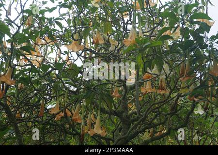 Brugmansia arborea est un arbuste à feuilles persistantes ou un petit arbre atteignant jusqu'à 7 mètres (23 pi) de hauteur. Banque D'Images