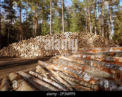 Grande pile de grumes fraîchement coupées dans une forêt. Déforestation massive. Couper les arbres en forêt. Photo de haute qualité Banque D'Images