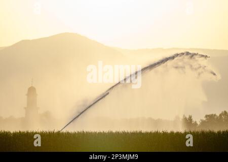 Arrosage d'un champ de maïs par temps sec près d'un village. Alsace, France. Banque D'Images