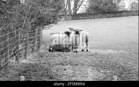 Un troupeau de brebis valaisannes dans la prairie Banque D'Images