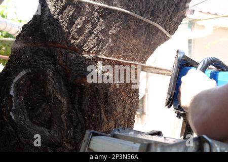 Tronçonneuse en action pour couper le bois. L'ouvrier coupe un tronc d'arbre en rondins avec une scie. Gros plan d'une scie en mouvement, sciure volante sur les côtés. Boiseries Banque D'Images