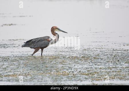 Le héron de Goliath (Ardea goliath) se fourrager dans un lac peu profond Banque D'Images