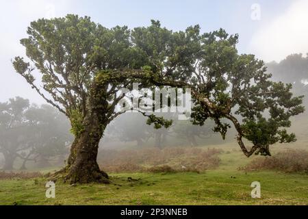 Les anciens tilapia (Ocotea foetens), une partie de la forêt de Madeiran Laurissilva avec soleil et brouillard Banque D'Images