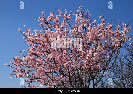 Prunus dulcis, Amygdalus communis, Almond, Rosaceae. Plante sauvage au printemps. Banque D'Images