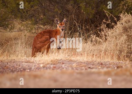 Commune Wallaroo - Osphranter robustus également appelé euro ou colline Wallaroo, principalement nocturne et solitaire, bruit sifflant fort, sexuellement dimorphique, comme m Banque D'Images