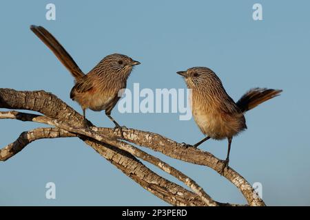 Chant Western Grasswren Amytornis textilis également herbwren à bec épais ou textile wren, petit oiseau australien endémique principalement terrestre, mâle et f Banque D'Images