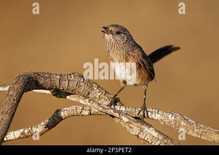 Chant Western Grasswren Amytornis textilis également herbwren à bec épais ou textile wren, petit oiseau endémique australien principalement terrestre, prune brune Banque D'Images