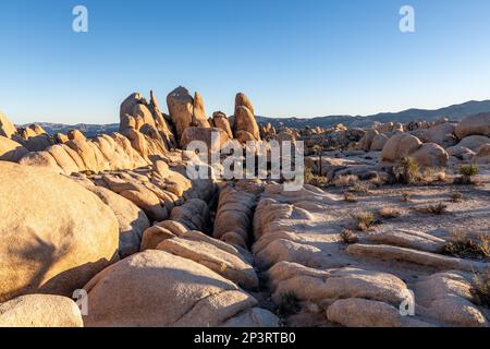 Paysage unique du parc national de Joshua Tree en automne au coucher du soleil. Banque D'Images