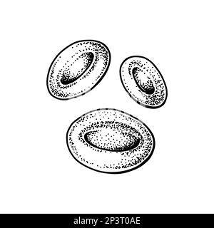 Globules rouges érythrocytaires isolés sur fond blanc. Illustration de vecteur de microbiologie scientifique dessiné à la main dans un style d'esquisse Illustration de Vecteur