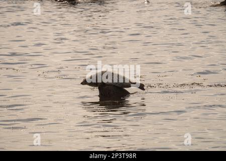 Common Seal reposant sur un rocher en Écosse. Banque D'Images