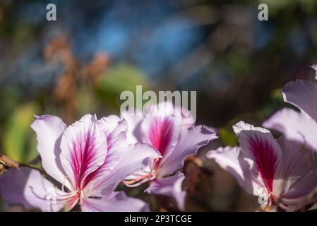 Arrière-plan de fleurs exotiques blanches et roses avec espace de copie. Papier peint été nature Banque D'Images