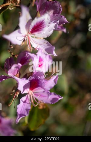 Arrière-plan de fleurs exotiques blanches et roses avec espace de copie. Papier peint été nature Banque D'Images