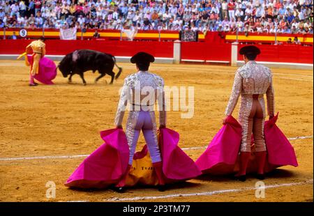 Corrida à la Plaza de Toros, Grenade, Andalousie, Espagne, Europe Banque D'Images