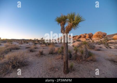 Paysage unique du parc national de Joshua Tree en automne au coucher du soleil. Banque D'Images