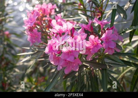 Fleurs rose vif d'Oleander communes sur les buissons verts près du lac. Aménagement paysager du parc. Banque D'Images