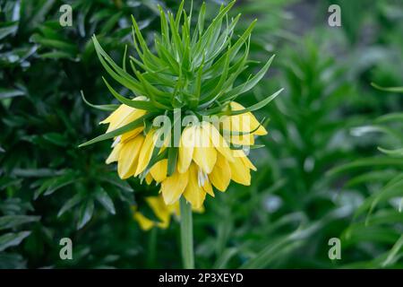 Gros plan des fleurs de fritilaria impérialis jaune au printemps Banque D'Images