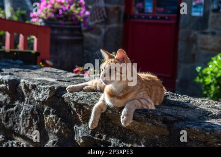 Le chat rouge décontracté se trouve sur le mur de pierre en face du Cottage français en Bretagne, en France Banque D'Images