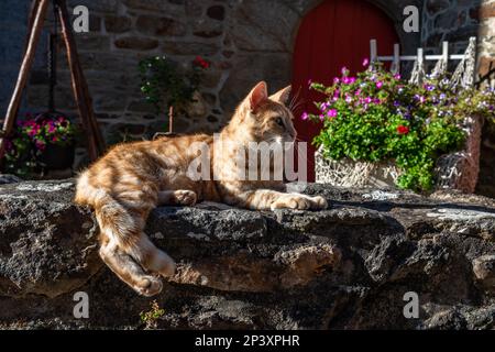 Le chat rouge décontracté se trouve sur le mur de pierre en face du Cottage français en Bretagne, en France Banque D'Images