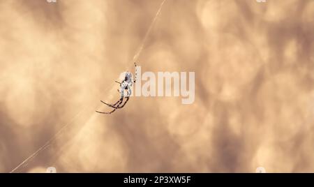 Macro d'une petite araignée dans une toile de spiderweb à partir du côté, fond de bokeh brillant-rêveur, sépia monochrome, espace négatif, règle des tiers, espace de copie Banque D'Images