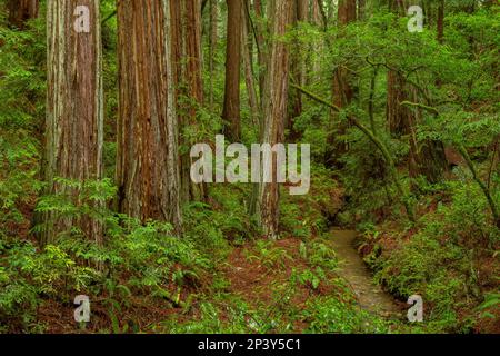 Séquoias, ruisseau Webb, ravin raide, parc national du mont Tamalpais, comté de Marin, Californie Banque D'Images