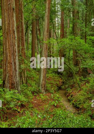 Séquoias, ruisseau Webb, ravin raide, parc national du mont Tamalpais, comté de Marin, Californie Banque D'Images