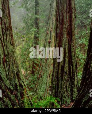 Séquoias, raides Ravine, parc national de Mount Tamalpais, comté de Marin, Californie Banque D'Images