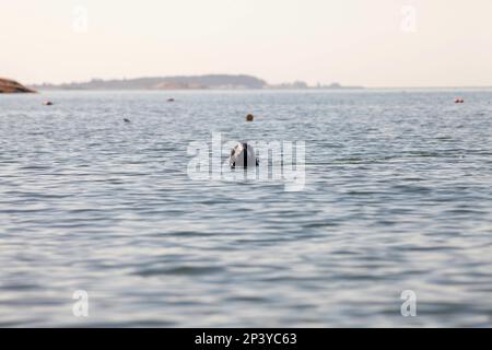 Sceau gris, Downeast Maine Banque D'Images