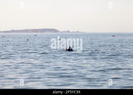 Sceau gris, Downeast Maine Banque D'Images