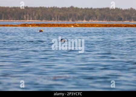 harbour Seal, Downeast Maine Banque D'Images