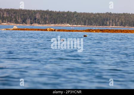 harbour Seal, Downeast Maine Banque D'Images