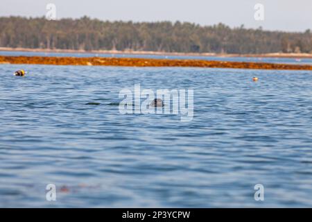 harbour Seal, Downeast Maine Banque D'Images