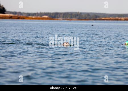 harbour Seal, Downeast Maine Banque D'Images