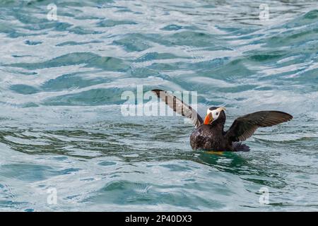 Macareux touffés adultes, Fratercula cirrhota, sur l'eau dans les îles de marbre du Sud, au sud-est de l'Alaska, aux États-Unis. Banque D'Images