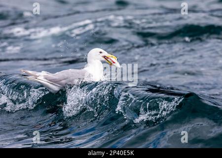 Goéland glacous adulte, Larus hyperboreus, se nourrissant d'un poisson dans les îles Iniennes, sud-est de l'Alaska, États-Unis. Banque D'Images