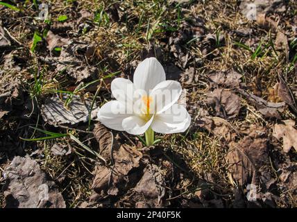 Single entièrement ouvert White Crocus. Printemps belle fleur de crocus blanc fleurir dans un parc. Fleur de printemps Banque D'Images