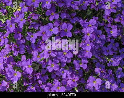 Fleurs violettes d'Aubrieta deltoidea (Cresson de roche, fausse rockcress, Lilackbush, rockcress arc-en-ciel, Alyssum Deltoideum) dans le jardin, vue du dessus. Violet S Banque D'Images