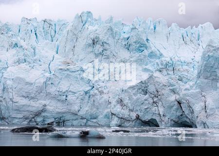 Vue sur le glacier Margerie, dans la zone d'exposition, parc national de Glacier Bay, sud-est de l'Alaska, États-Unis. Banque D'Images