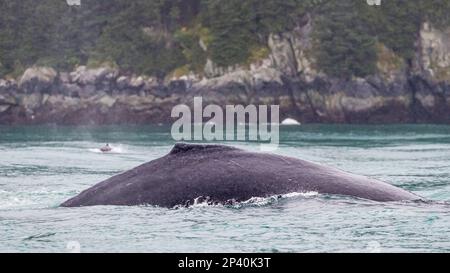 Baleine à bosse adulte, Megaptera novaeangliae, surfaçage dans les îles Iniennes, sud-est de l'Alaska, États-Unis. Banque D'Images