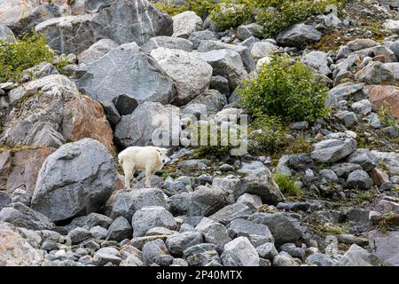 Chèvre de montagne adulte, Oreamnos americanus, au glacier South Sawyer de Tracy Arm, dans le sud-est de l'Alaska, États-Unis. Banque D'Images