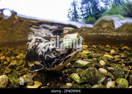 Saumon rose adulte, Oncorhynchus gorbuscha, fraye à Fox Creek, île Chichagoof, sud-est de l'Alaska, États-Unis. Banque D'Images