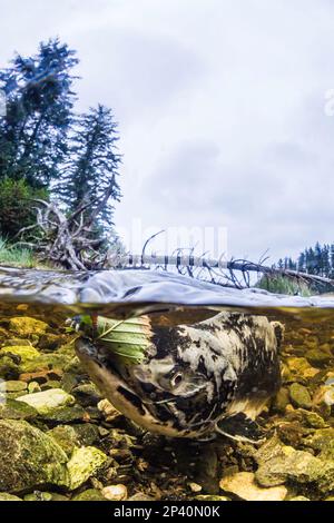 Saumon rose adulte, Oncorhynchus gorbuscha, fraye à Fox Creek, île Chichagoof, sud-est de l'Alaska, États-Unis. Banque D'Images